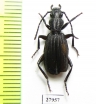 Triaenogenius sp.  Angola - INSECTS-STORE.RU