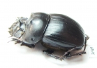 Catharsius sp.  Zambia - INSECTS-STORE.RU