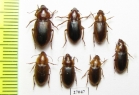 Carabidae sp.  South Africa Rep. - INSECTS-STORE.RU