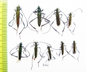 Cerambycidae sp.  Thailand - INSECTS-STORE.RU