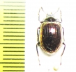 Tenebrionidae sp.  Malaysia - INSECTS-STORE.RU