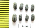 Melanimon tibialis  Russia, Tver reg. - INSECTS-STORE.RU