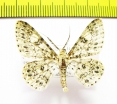 Geometridae sp.  Indonesia, Sumatra - INSECTS-STORE.RU