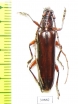 Cerambycidae sp.  Peru - INSECTS-STORE.RU