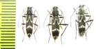 Chlorophorus sp.  Russia, Far East - INSECTS-STORE.RU