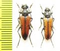 Vadonia unipunctata  Russia, Krasnodar reg. - INSECTS-STORE.RU