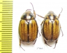Melolonthinae sp.  South Africa Rep. - INSECTS-STORE.RU