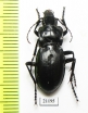 Pseudotaphoxenus sp.  Russia, Irkutsk reg. - INSECTS-STORE.RU