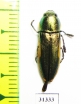 Thrincopyge ambiens  USA - INSECTS-STORE.RU