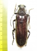 Cerambycidae sp.  South Africa Rep. - INSECTS-STORE.RU