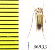 Cerambycidae sp.  South Africa Rep. - INSECTS-STORE.RU