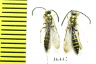 Tiphiidae sp.  Cuba - INSECTS-STORE.RU