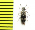 Agnathus decoratus  Czech Rep. - INSECTS-STORE.RU