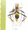 Aridaeus nigripes  Australia - INSECTS-STORE.RU