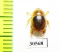 Tenebrionidae sp.  New Zealand - INSECTS-STORE.RU