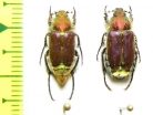 Eulasia straussi  Iran, Lorestan prov. - INSECTS-STORE.RU