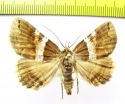 Sypnoides picta  Russia, Far East - INSECTS-STORE.RU