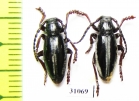 Dorcadion nitidum  Armenia - INSECTS-STORE.RU