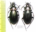 Carabus (Eucarabus) billbergi  Russia, Far East - INSECTS-STORE.RU