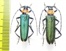Aromia orientalis  Russia, Far East - INSECTS-STORE.RU