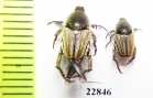 Hopliini sp.  South Africa Rep. - INSECTS-STORE.RU