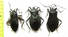 Hemiptera sp., pair  Peru - INSECTS-STORE.RU
