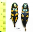 Thrincopyge alacris, pair  USA - INSECTS-STORE.RU