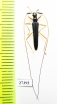 Cerambycidae sp.  Madagascar - INSECTS-STORE.RU