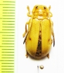 Bacchisa craatzi  Philippines - INSECTS-STORE.RU