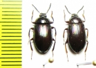 Ceropria induta  Indonesia, Kalimantan - INSECTS-STORE.RU
