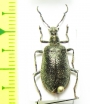 Tenebrionidae sp.  Malaysia, Borneo - INSECTS-STORE.RU
