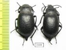 Blaps sp.  China, Inner Mongolia prov. - INSECTS-STORE.RU