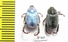 Hoplia coerulea  Spain - INSECTS-STORE.RU
