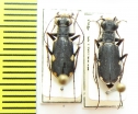 Cylindera ? germanica  Russia, Altai reg. - INSECTS-STORE.RU