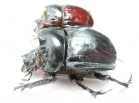 Heliocopris japetus, pair  Zambia 45mm - INSECTS-STORE.RU