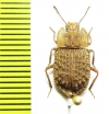 Tenebrionidae sp.  New Zealand - INSECTS-STORE.RU