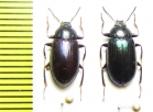Ceropria viridula  Indonesia, Papua - INSECTS-STORE.RU