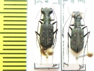 Cicindelinae sp.  India, Meghalaya - INSECTS-STORE.RU
