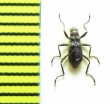 Macronychus quadrituberculatus  Belorussia - INSECTS-STORE.RU