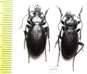 Carabus (Morphocarabus) spasskianus schestopalovi  Kazakhstan - INSECTS-STORE.RU