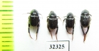 Hopliini sp.  South Africa Rep. - INSECTS-STORE.RU