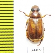 Adoretus gandolphei  Morocco - INSECTS-STORE.RU