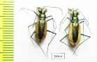 Salpingophora helferi, pair  Iran, Sistan prov. - INSECTS-STORE.RU