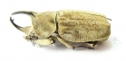 Spodistes grandis, male  Ecuador 37mm - INSECTS-STORE.RU
