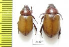 Cyclocephala perforata, pair  French Guiana - INSECTS-STORE.RU