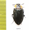 Silphidae sp.  Ecuador - INSECTS-STORE.RU