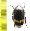 Plaesiorrhina plana?  South Africa Rep. - INSECTS-STORE.RU