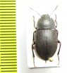 Mimopeus lateralis  New Zealand - INSECTS-STORE.RU