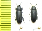 Cryphaeus gazella, pair  Indonesia, Halmahera isl. - INSECTS-STORE.RU