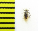 Riolus nitens  Belorussia - INSECTS-STORE.RU